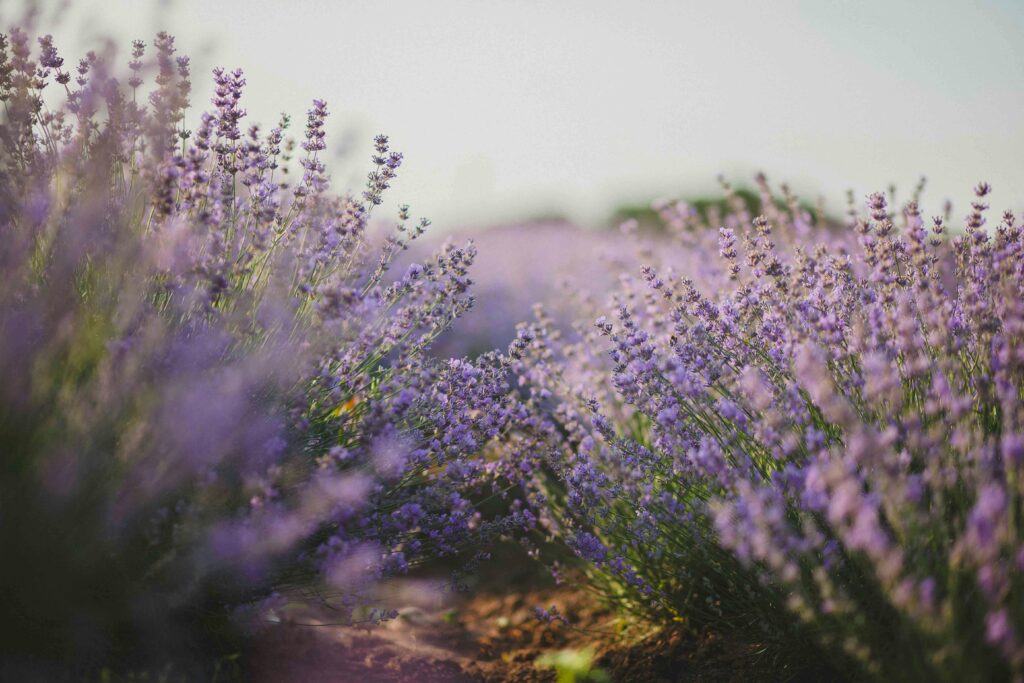 DAY 48 - CARING FOR THE POOR AND OPPRESSED Explore the tranquil beauty of a lavender field in full bloom under the daylight.