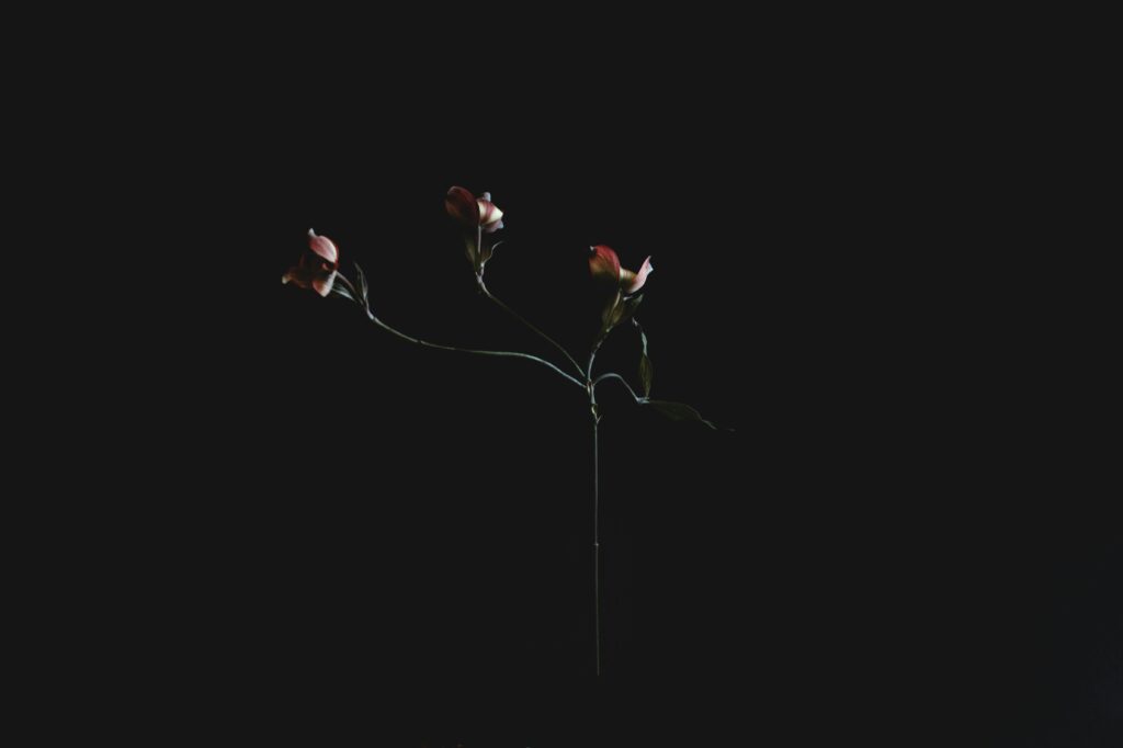DAY 46 – GOD WHO DISCIPLINES A single pink dogwood stem with blossoms against a dark, minimalist backdrop, showcasing elegance and simplicity.