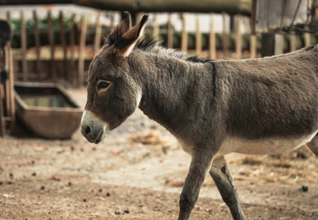 A detailed portrait of a donkey in a rural farm setting.