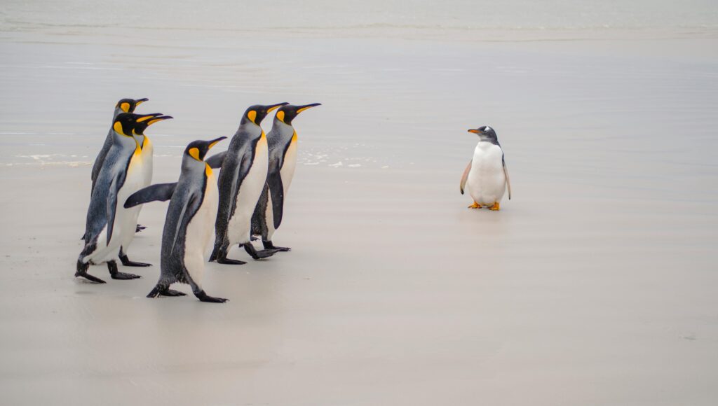 A group of King penguins and a Gentoo penguin on a peaceful shoreline.