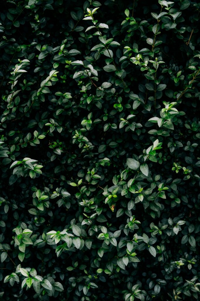 Close-up of vibrant green foliage creating a natural, dense leafy background.