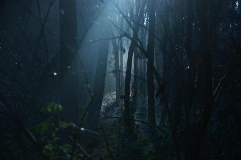 Explore the mystique of a foggy forest at dawn, with silhouettes and moody lighting.