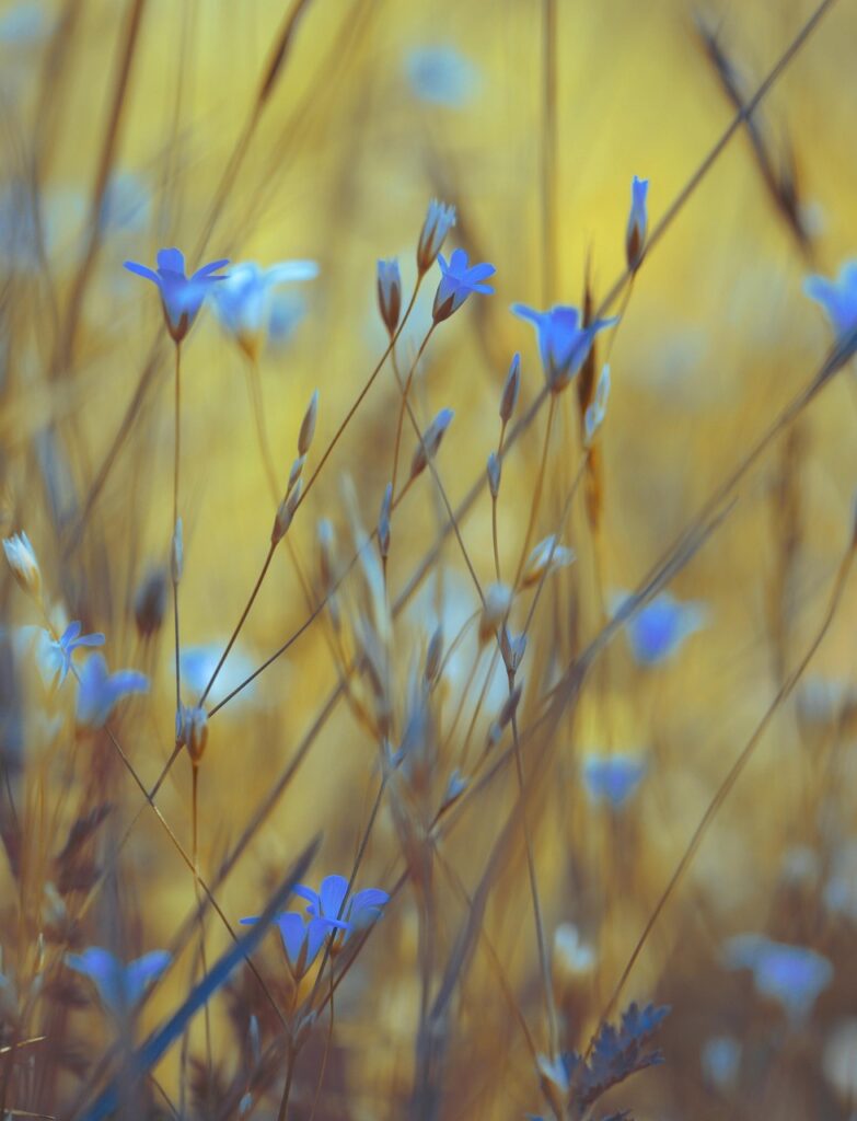 summer, spring, in the spring, flowers, flower, nature, flower background, color, plant, garden, flourishing, floral, petals, flora, beauty, beautiful flowers, blooming, architecture, flower wallpaper, season, meadow, macro