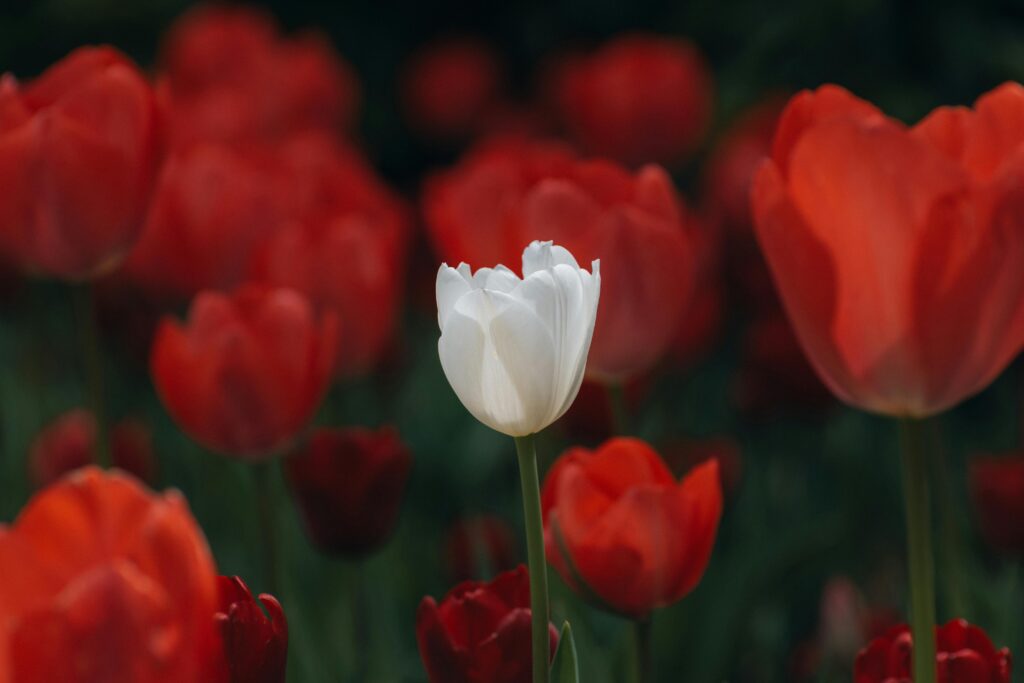 A striking white tulip stands out amongst vibrant red tulips, symbolizing uniqueness and beauty.