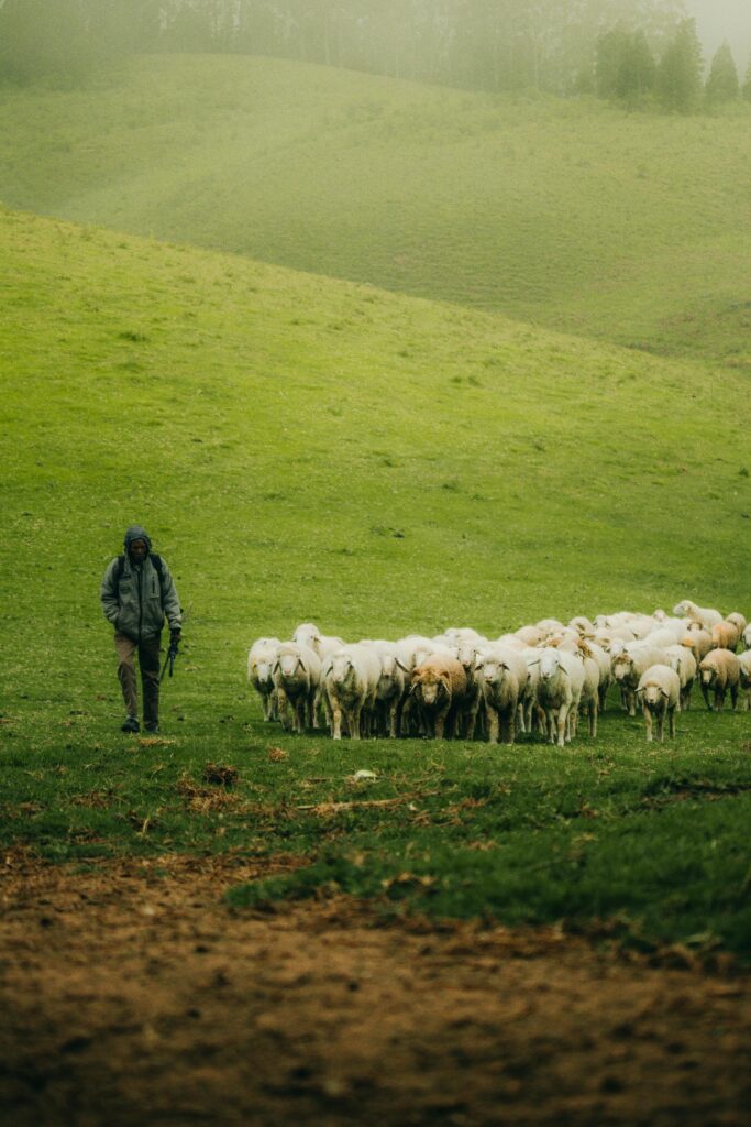 A shepherd guides his flock of sheep across a lush, rural meadow, creating a scenic pastoral view.