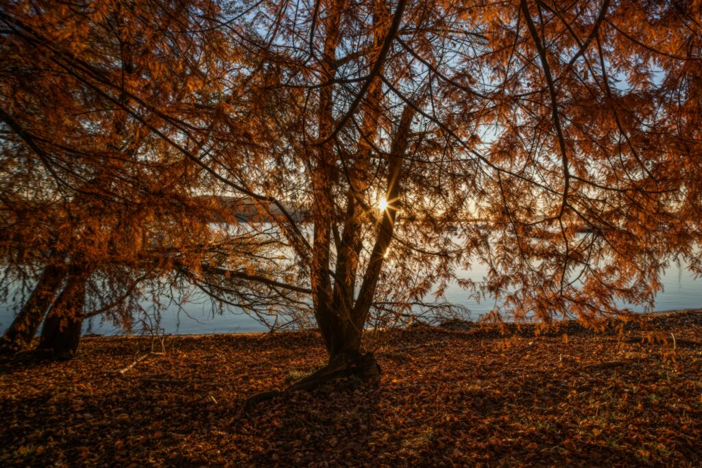 Autumn scene with sunlight filtering through orange leaves by a tranquil lake.