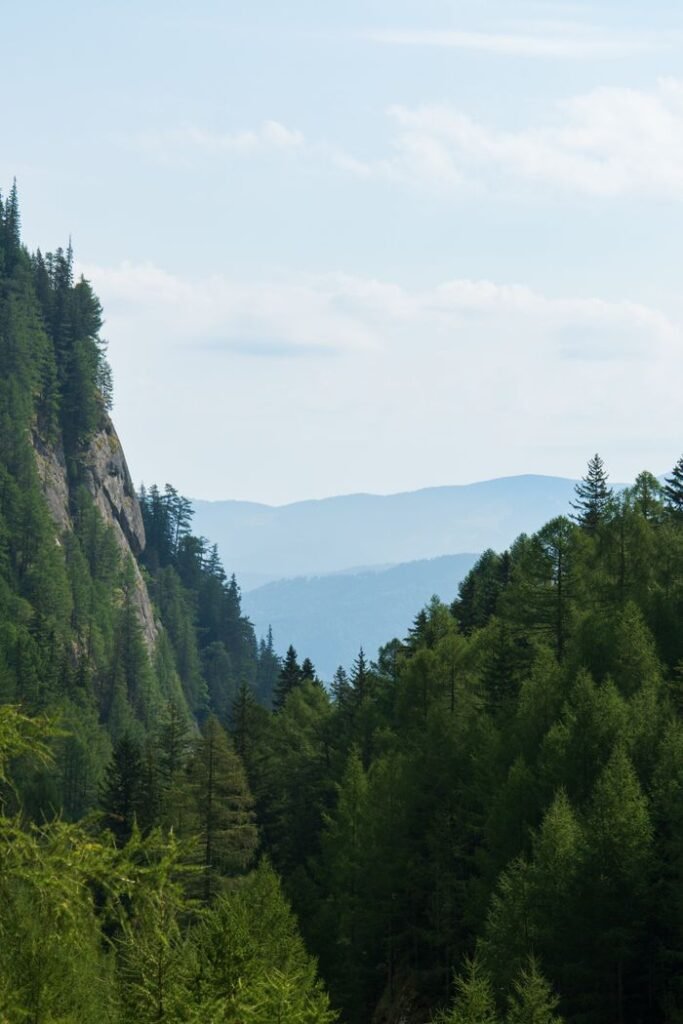 Lush green forest with misty mountain view in Romania, showcasing natural beauty and tranquility.