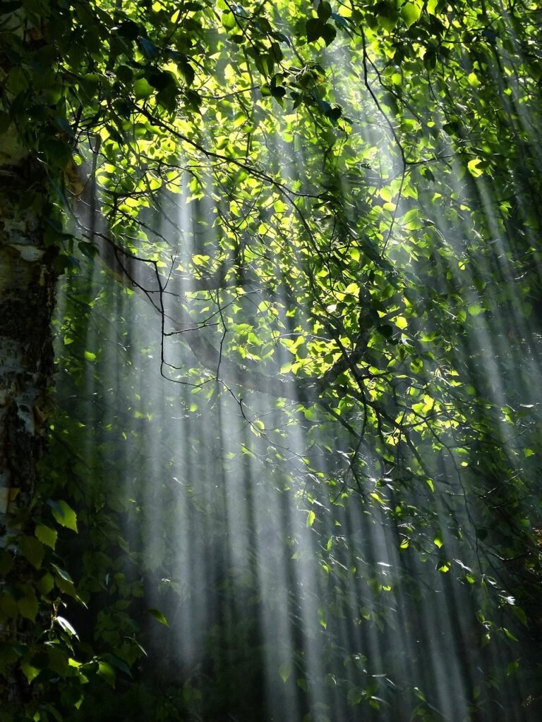 forest, trees, sunlight, woods, branches, greenery, foliage, plants, flora, woodland, nature, countryside, forest, forest, forest, forest, forest, trees, nature, nature