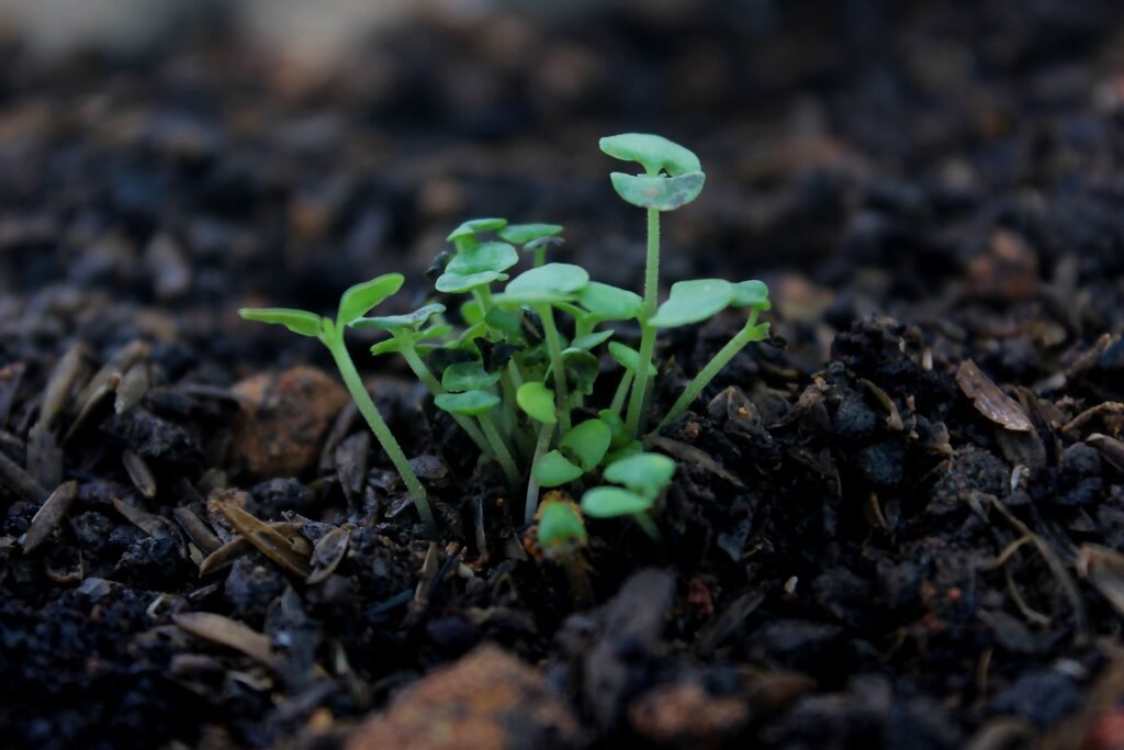 1 OCTOBER 2026, DAY 274 - DO NOT DESPISE SMALL BEGINNINGS Vibrant green seedlings sprouting from dark rich soil, symbolizing new growth.