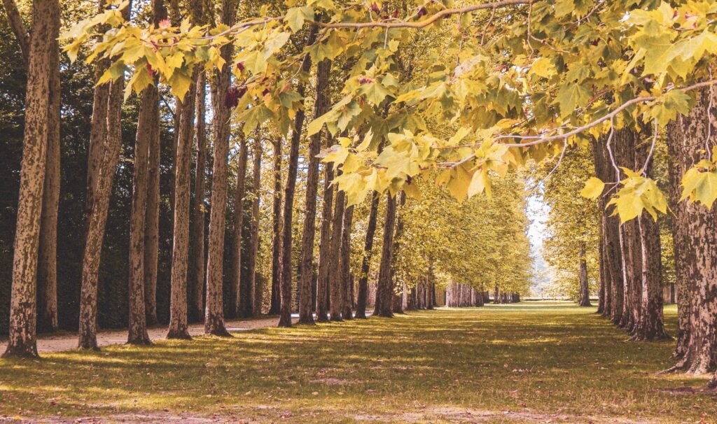 Scenic autumn pathway lined with majestic trees in Versailles, France.